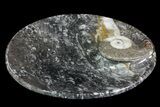 Round Fossil Goniatite Dish #73716-2